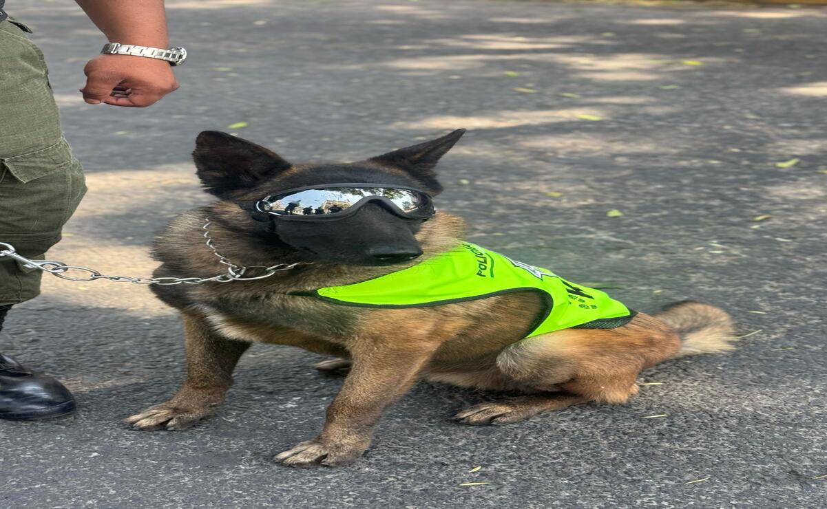 Los elementos operativos cuentan con el apoyo de 300 patrullas, 30 motopatrullas y binomios caninos K9. Foto: Especial