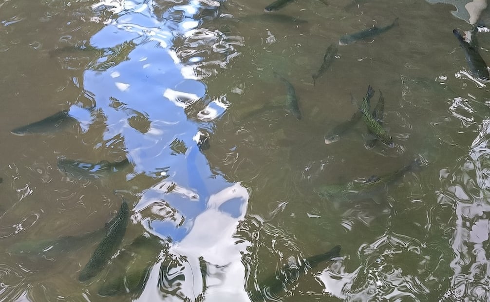 En negocios como "La Cañada", los comensales pueden elegir su propia trucha para garantizar la máxima frescura. Foto Especial