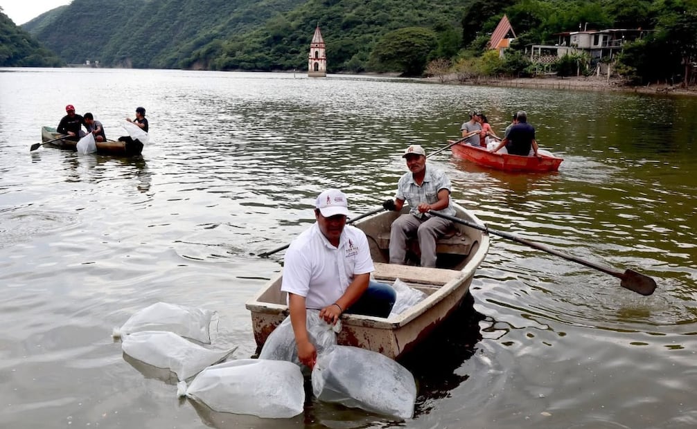 La entrega de 150 mil organismos en comunidades como La Ceiba y El Ocotal busca fortalecer los bordos y la actividad acuícola regional. Foto Especial