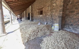 Promaíz Edomex: Publican convocatoria de apoyos económicos 2026; consulta requisitos 