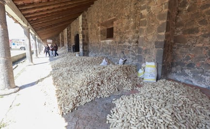 Promaíz Edomex: Publican convocatoria de apoyos económicos 2026; consulta requisitos 