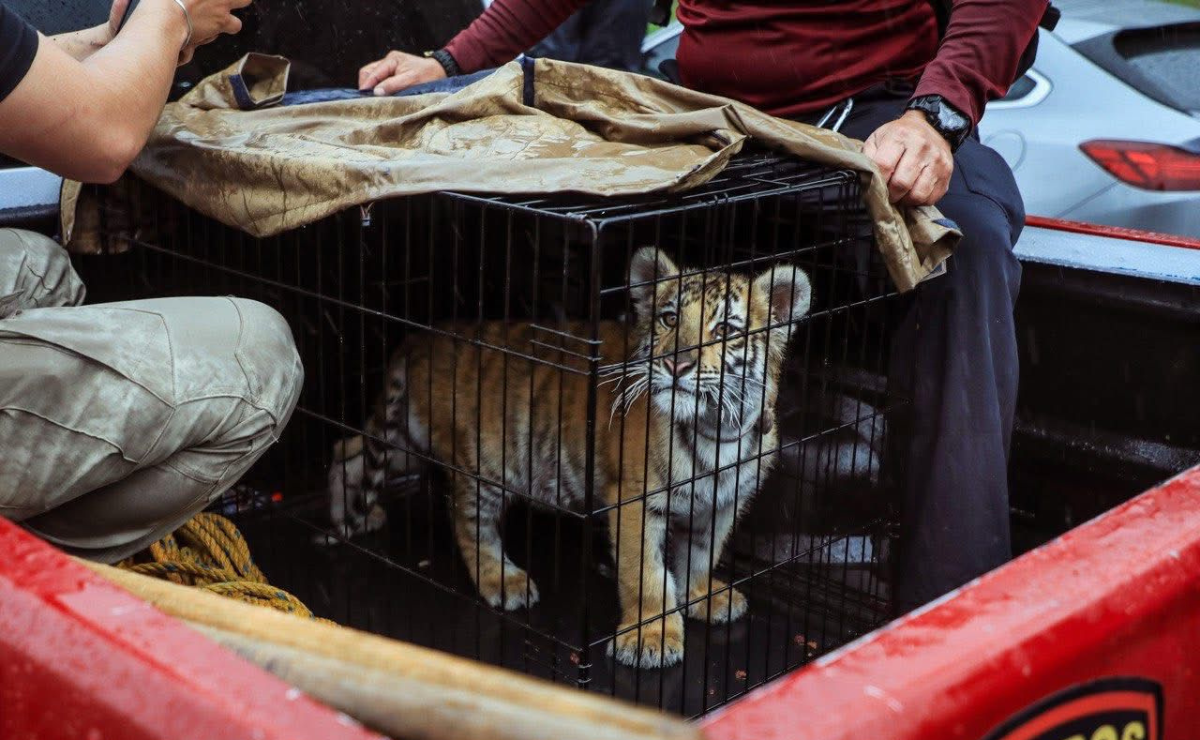 De la selva a Lomas Verdes: Rescatan cachorro de tigre de bengala en Naucalpan 