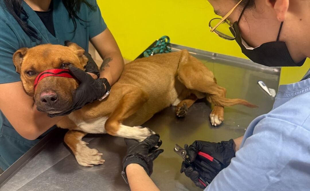 Personal del CCyBA atiende las heridas, los alimenta y trabaja por su recuperación física y emocional / Foto Especial