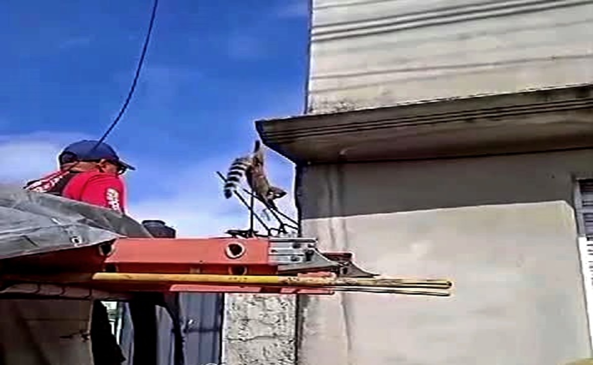 Los bomberos de Toluca han rescatado gatos, un águila, una serpiente, un cacomiztle y una iguana. Foto: Especial