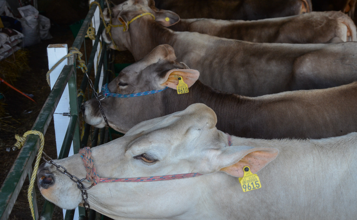 Edomex: Carne con gusano barrenador podría provenir de ganado que entra de Centroamérica
