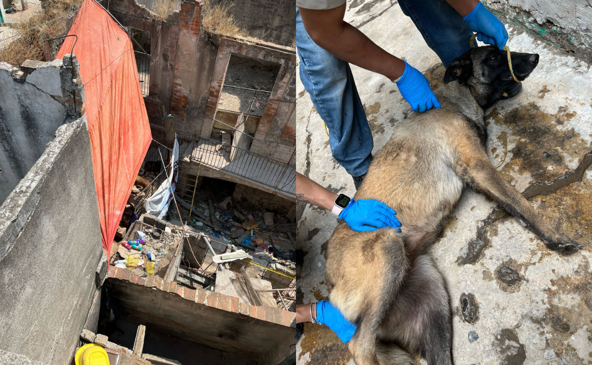 Los animales fueron trasladados al Centro de Control y Bienestar Animal para su atención. Foto. Especial