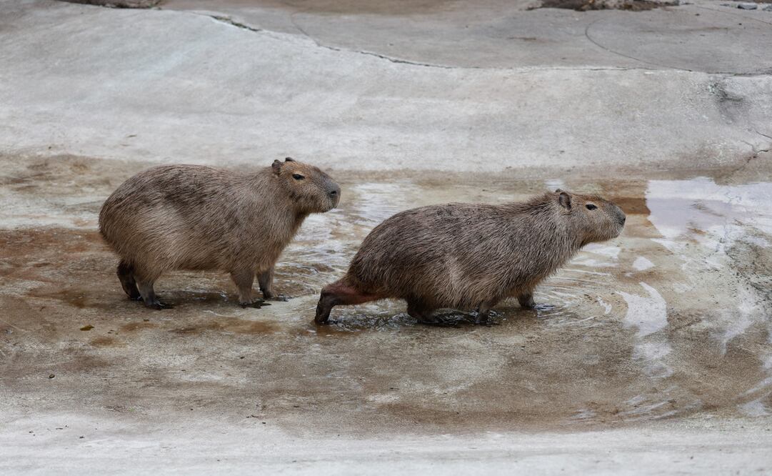 En el Parque Ecológico Zacango vive una familia de capibaras liderada por Jack y Lili. Foto: Arturo Hernández / El Universal Estado de México
