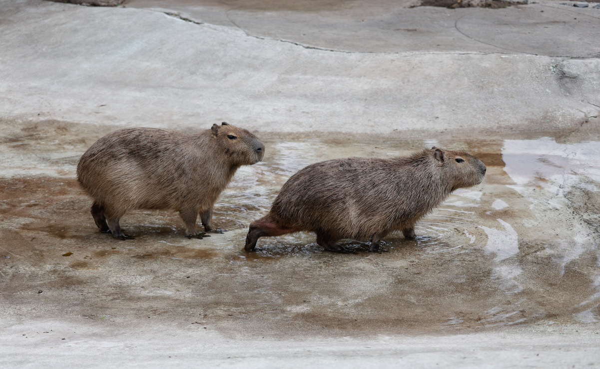 Conoce a Jack y Lili, los capibaras más carismáticos del Parque Ecológico Zacango en Edomex