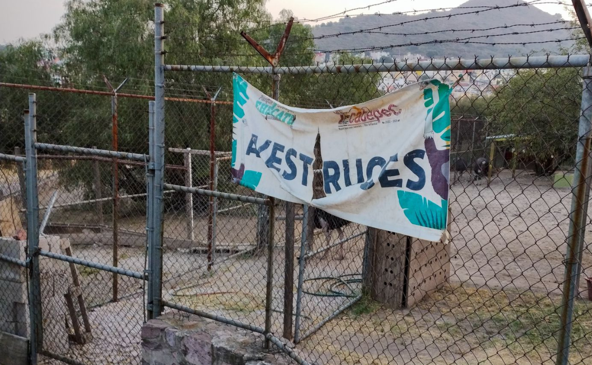 Grave pérdida: 8 antílopes, 2 avestruces y un primate desaparecen de zoológico en Ecatepec. Foto: Especial