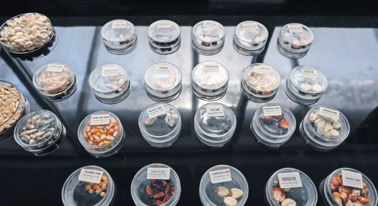 En la entidad se cultivan diversos tipos de productos agrícolas como maíz, avena, cebada, frijol y sorgo / Foto Arturo Hernández