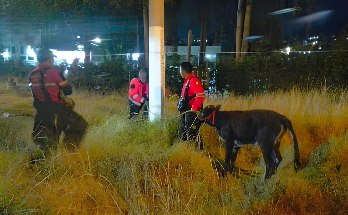 Seguridad vial y bienestar animal: La Coordinación de Protección Animal responde eficazmente ante la presencia de un bovino en la vía pública. Foto: Especial