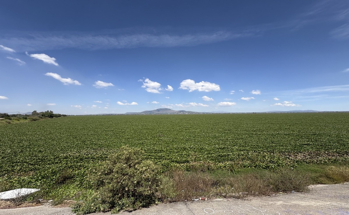 Actualmente el lirio acuático cubre más del 80 por ciento del embalse / Foto Arturo Contreras