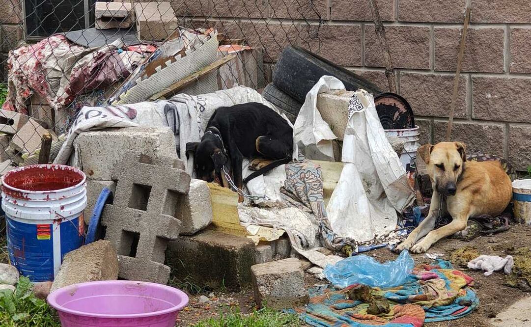 Los caninos fueron puestos bajo el resguardo de CEPANAF / Foto: Especial