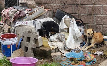 Edomex combate maltrato animal: Rescatan a 3 perros en abandono en Almoloya de Juárez