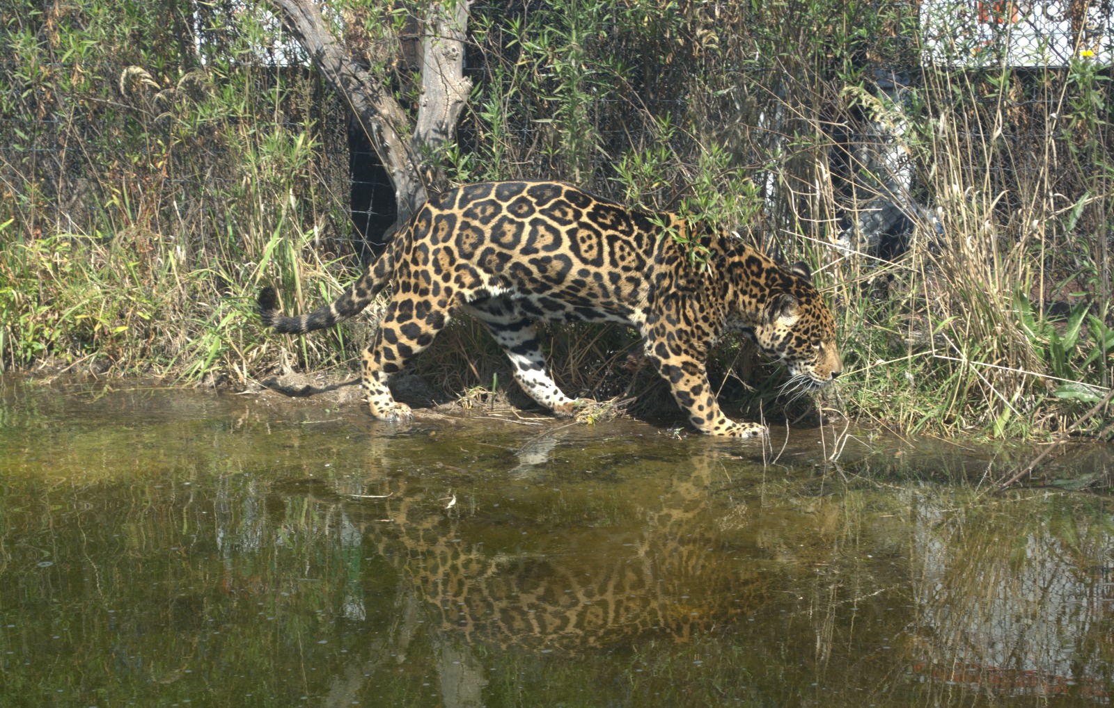 Las futuras crías nacerán y crecerán en el Área de Crianza Salvaje del Refugio Jaguar, sin contacto humano, para que desarrollen sus instintos y vuelvan fuertes a su ecosistema. Foto Isela Hinojoza / El Universal