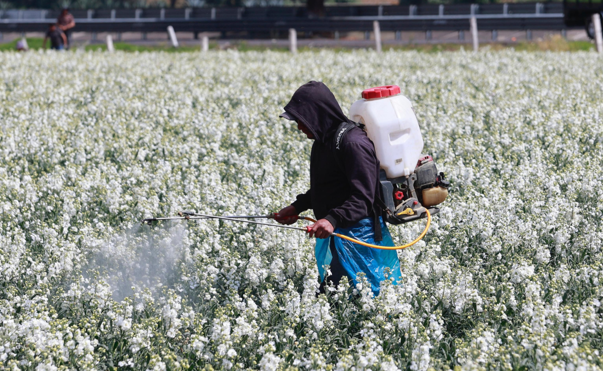 Edomex y Federación: 75 millones contra plagas que protegen tu alimento. Foto: Alejandro Vargas