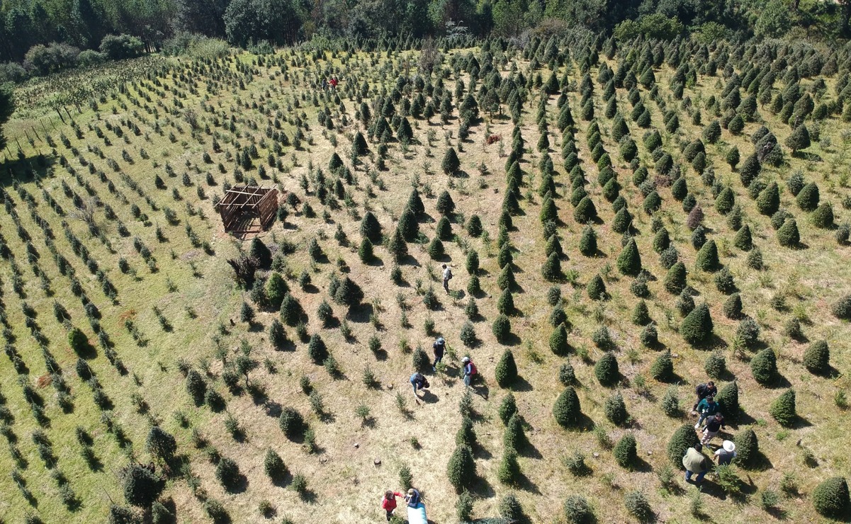 Los árboles se plantan en zonas donde anteriormente existía actividad agropecuaria, o en suelos que eran improductivos / Foto Alejandro Vargas