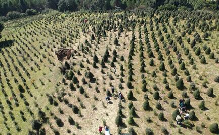 Xonacatlán se prepara para el Segundo Trail Árbol de Navidad