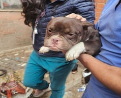 Rescatan a 11 perritos de raza en "casa del terror" de Cuautitlán Izcalli