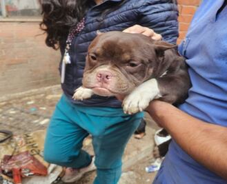 Rescatan a 11 perritos de raza en "casa del terror" de Cuautitlán Izcalli