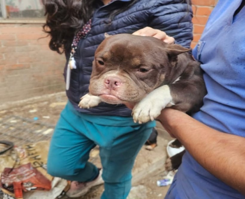 Los 11 ejemplares, de razas altamente cotizadas, fueron hallados en espacios reducidos, sin ventilación y rodeados de suciedad. Foto Especial