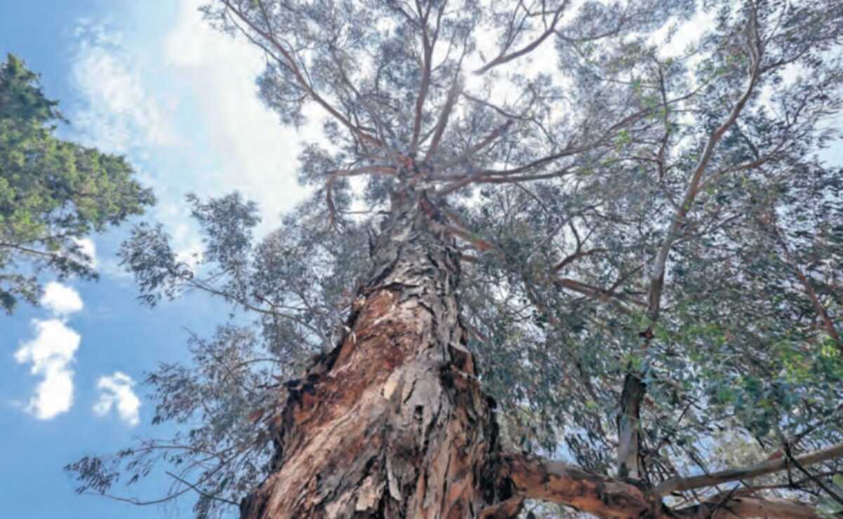 Plagas forestales se extienden en árboles del Edomex