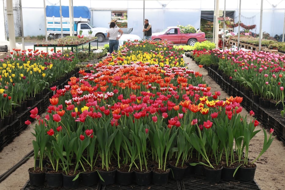 Con precios que oscilan entre los 50 y 80 pesos, estas macetas se distribuyen en puntos clave como la CDMX, Querétaro y Monterrey. Foto Alejandro Vargas / El Universal