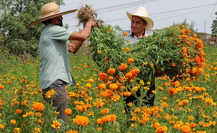 Floricultores de Chimalhuacán mantienen viva tradición del cempasúchil