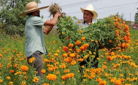 Floricultores de Chimalhuacán mantienen viva tradición del cempasúchil