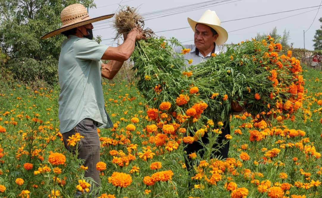 Luis Ángel Delgado Buendía lleva 20 años cultivando cempasúchil en maceta y a cielo abierto. Foto especial