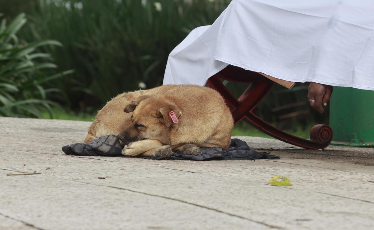 La perrita conocida como "La Güera" acompañó a su amo después de su muerte. Foto: Alejandro Vargas.