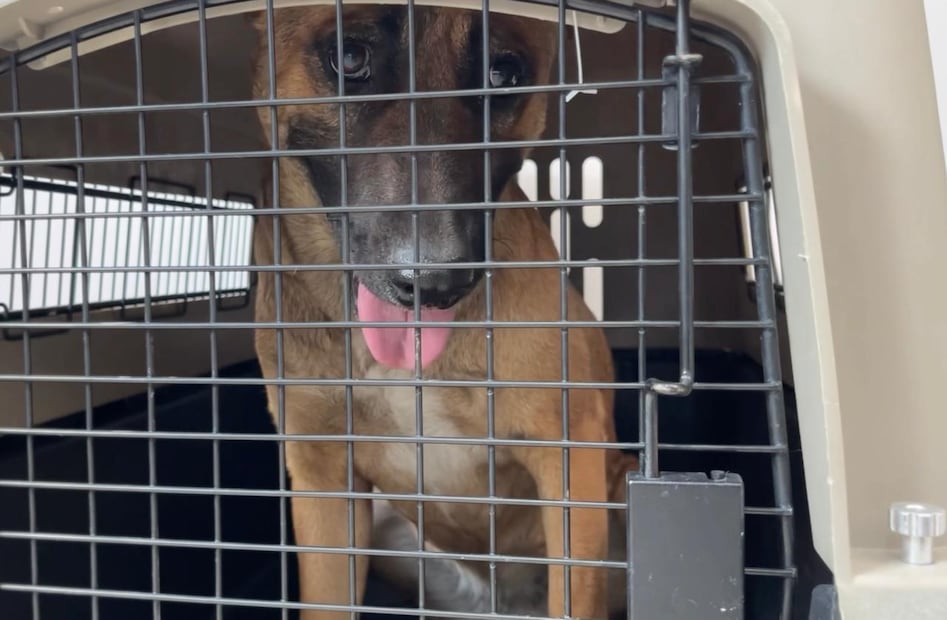 El canino fue recibido en el Centro Municipal de Bienestar Animal para una revisión médica integral tras la solicitud de su dueña. Foto Especial