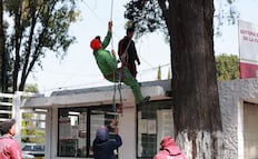 Poda y retiro de árboles en Toluca: ¿Qué zonas de Paseo Colón se intervendrán por seguridad?