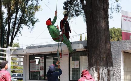 Poda y retiro de árboles en Toluca: ¿Qué zonas de Paseo Colón se intervendrán por seguridad?