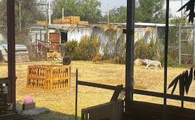 Autoridades aclaran operativo en el santuario de Ocoyoacac por leones sueltos