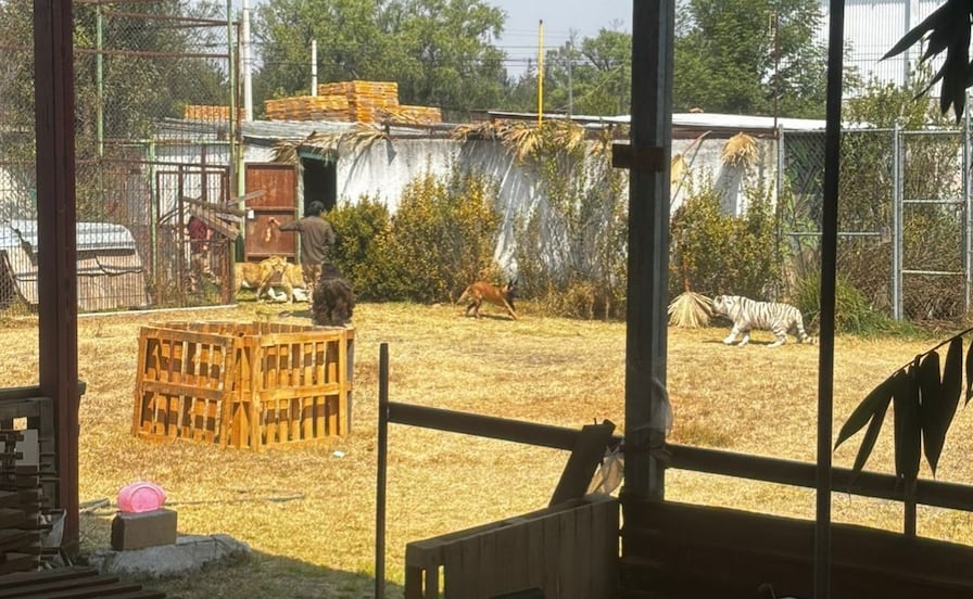 Autoridades aclaran operativo en el santuario de Ocoyoacac por felinos sueltos