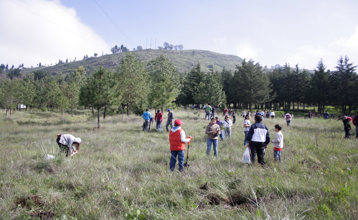 Reforestación histórica en Edomex: Impulsa un programa de restauración hidrológico-forestal