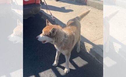 ¡Héroes al rescate! Así salvaron a un Husky de morir en un canal de aguas negras en Naucalpan