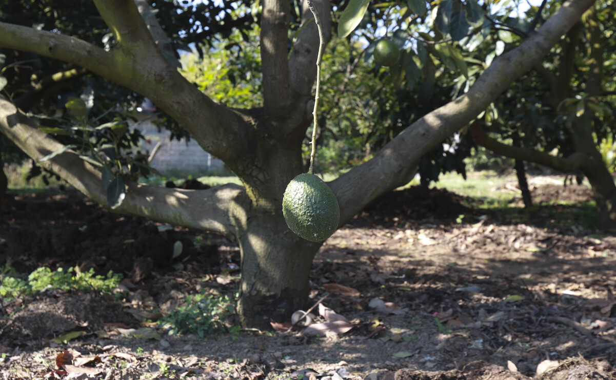 Se enfrentan al poco apoyo para que el aguacate sea exportado directamente desde el Edomex. Foto: Alejandro Vargas