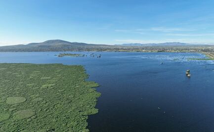 Lirio acuático comienza a ser retirado de la Laguna de Zumpango