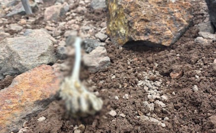 Localizan resto óseo en las faldas del volcán Iztaccíhuatl, en Amecameca