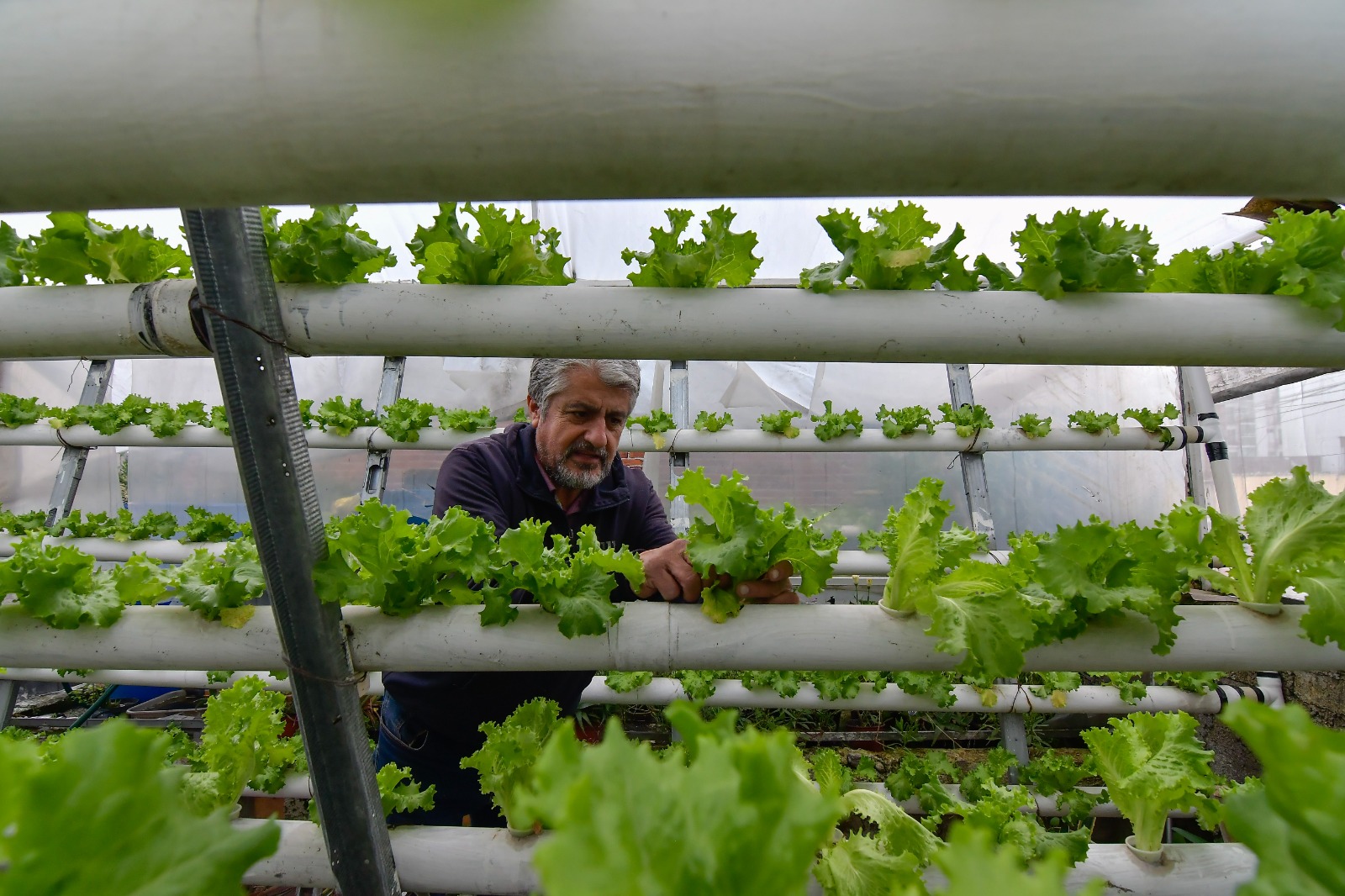 Esta forma de cultivo permite que las plantas crezcan libres de contaminación residual o microbiológica; es así como se obtienen alimentos más sanos para venta y consumo. Foto Arturo Hernández
