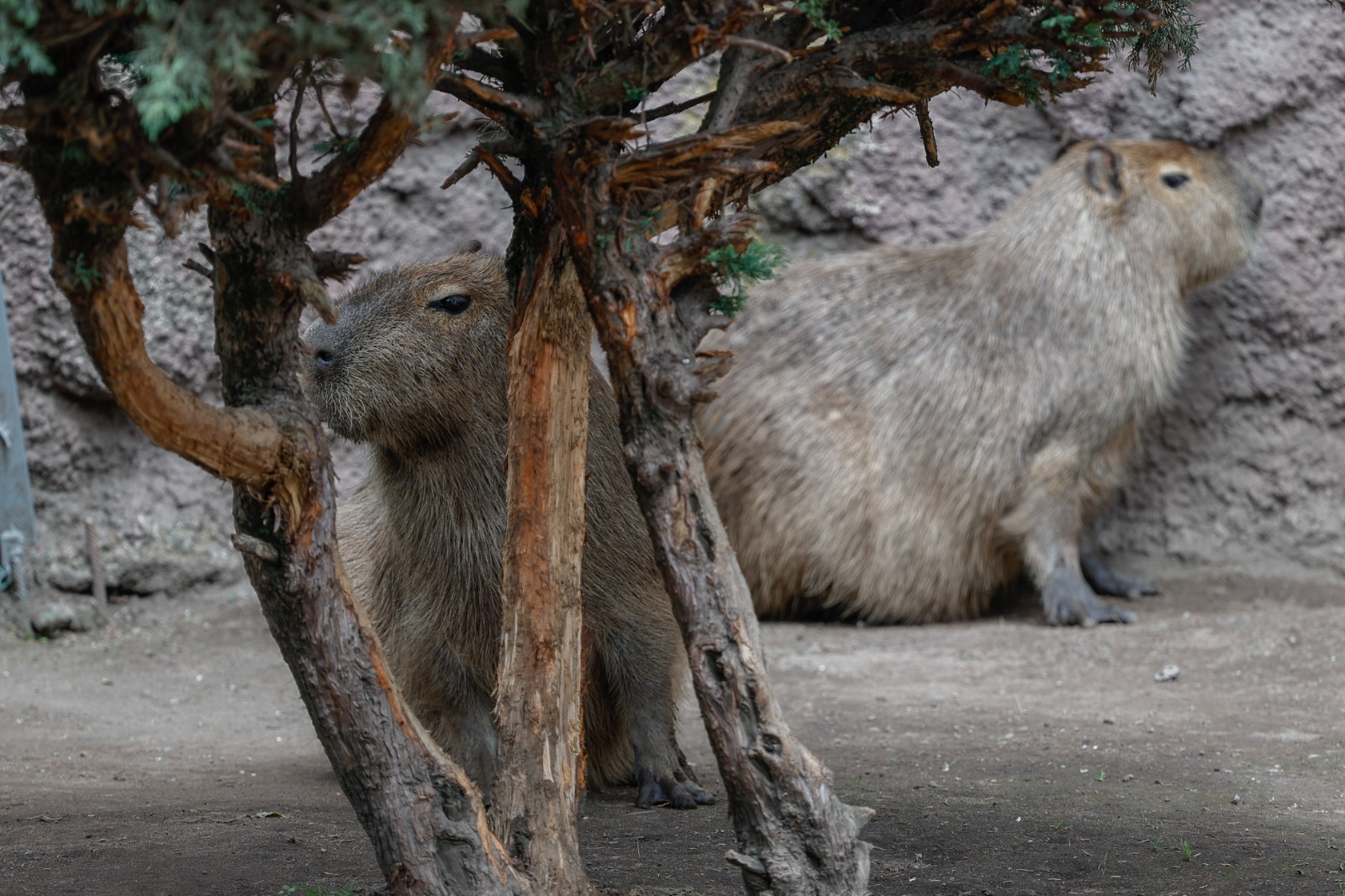 Actualmente el Parque Ecológico alberga 12 capibaras provenientes en su mayoría de reproducción local. Foto: Arturo Hernández/ El Universal Estado de México