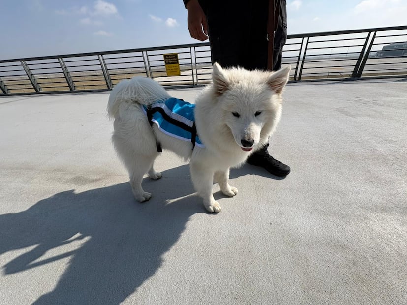 Personal calificado adiestras a los perros para que brinden apoyo emocional a los viajeros. Foto. Especial