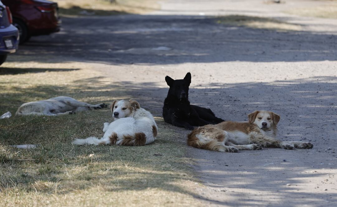 El objetivo del programa es que los municipios esterilicen de manera anual al menos al 20% del total de animales en situación de calle o de abandono / Foto Jorge Alvarado