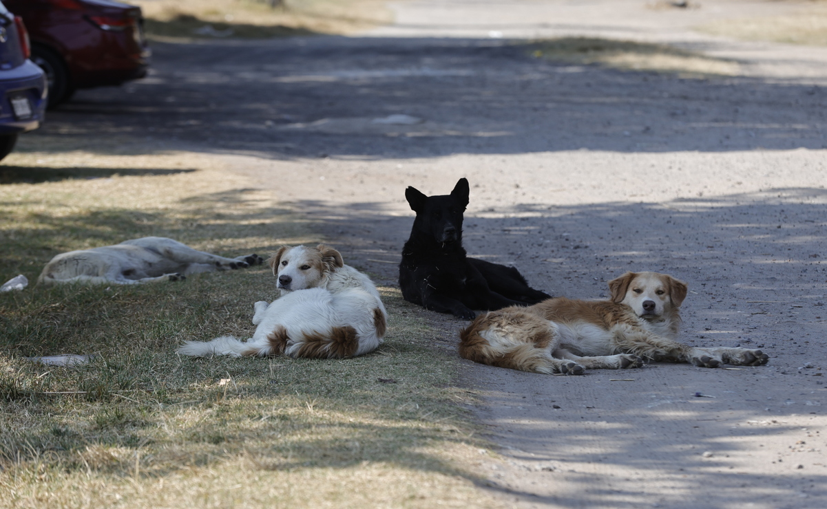 El objetivo del programa es que los municipios esterilicen de manera anual al menos al 20% del total de animales en situación de calle o de abandono / Foto Jorge Alvarado