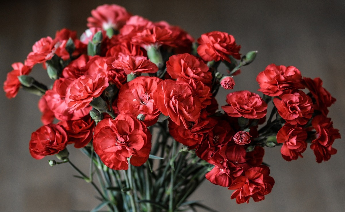 El clavel se usa en las ofrendas para recordar a los difuntos. Foto: Pixabay.