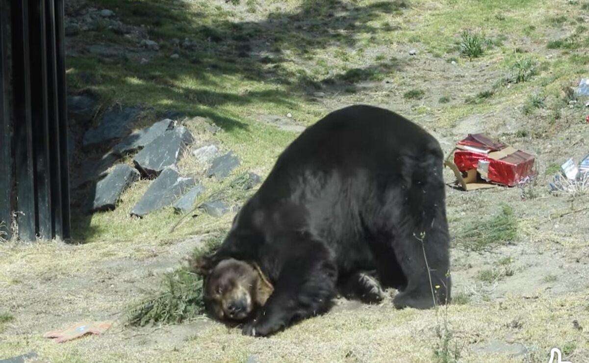 Los árboles de Navidad son utilizados por personal del área de bienestar animal / Foto Especial