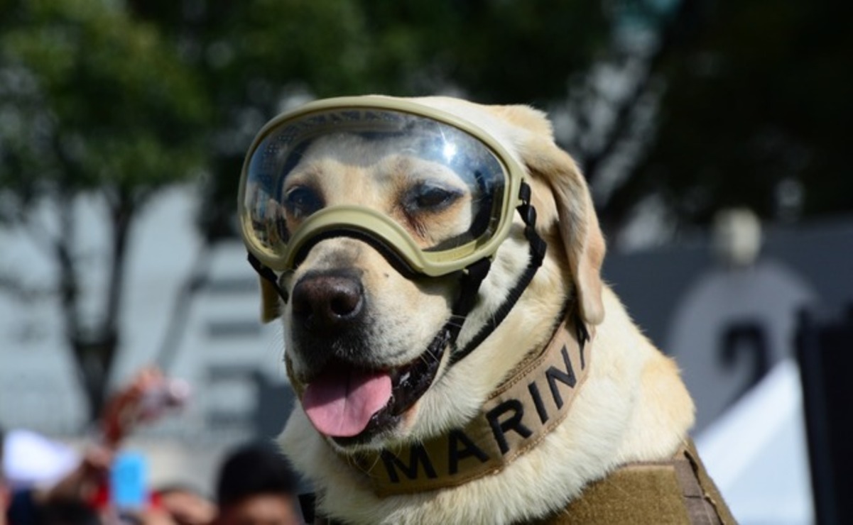 Frida fue una de las perritas rescatistas más famosa de México. Foto: Especial.