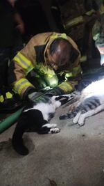 ¿Y los michis? Mueren cinco gatos en incendio 